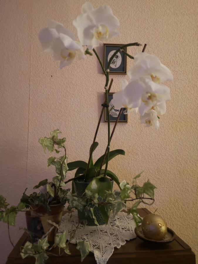 Dvinumajas Vintage Apartment Balvi
